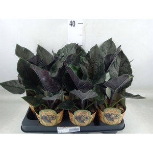 Alocasia   ...