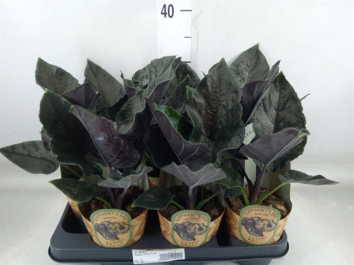 <h4>Alocasia   ...</h4>