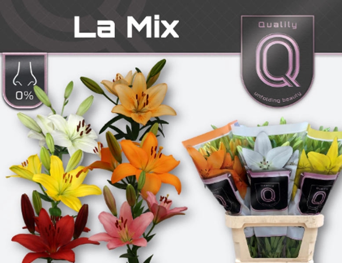 <h4>Li La Mix In Bucket 4+ Qualily</h4>