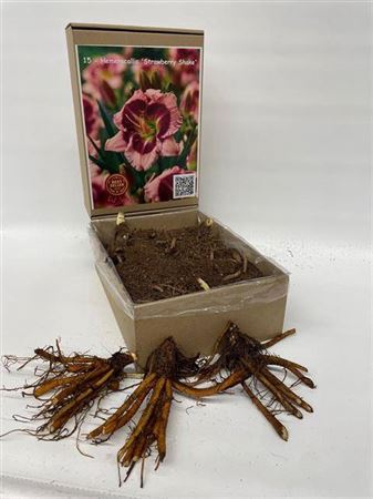 <h4>Bolbloemen Ov</h4>