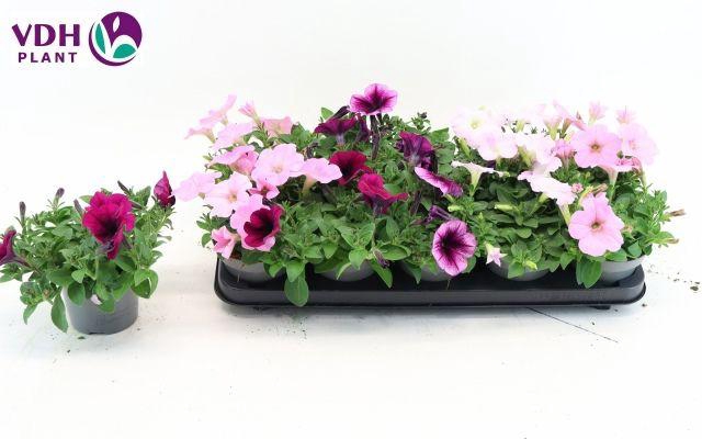 <h4>PET FOR GEM</h4>