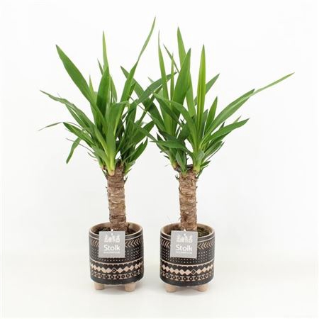 <h4>Yucca Maya Pot</h4>