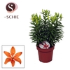 Lilium Orange Matrix