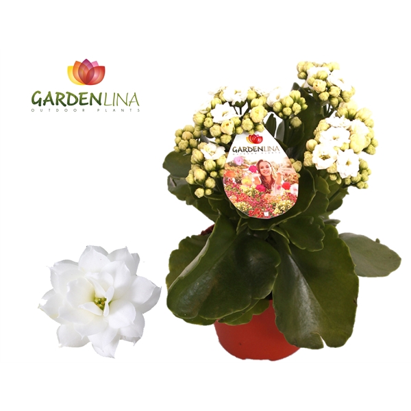 <h4>GRDN 12 WIT - Kalanchoe Gardenlina 12cm wit</h4>