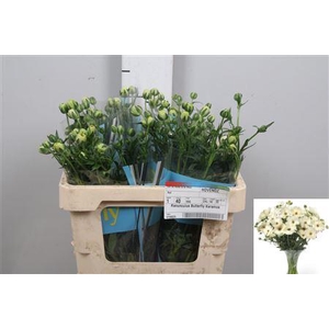 Ran Butterfly Keramos