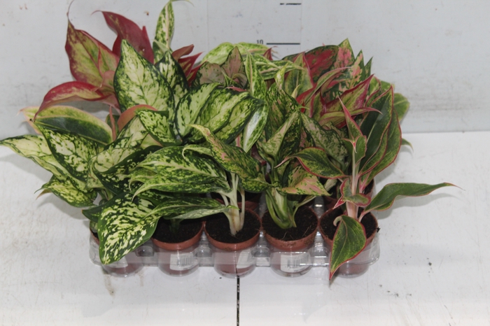 <h4>AGLAONEMA VARIADA P06</h4>