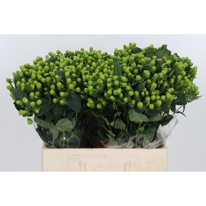 Hyp Mag Green Reviva