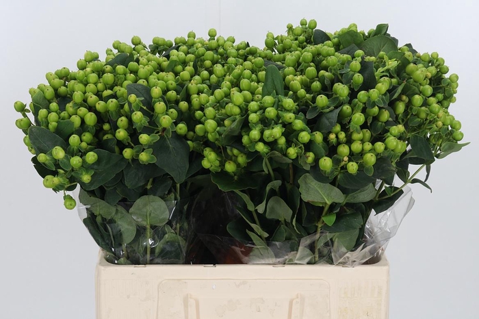 <h4>Hyp Mag Green Reviva</h4>