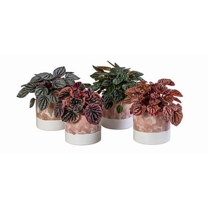 PEPEROMIA MIX P12 L 66006