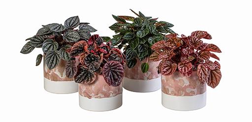 PEPEROMIA MIX P12 L 66006