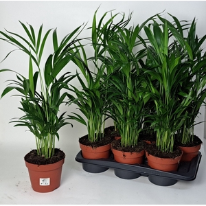 DYPSIS LUTESCENS