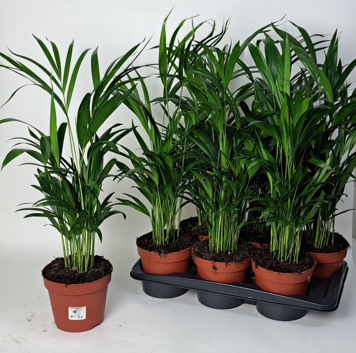 <h4>DYPSIS LUTESCENS</h4>