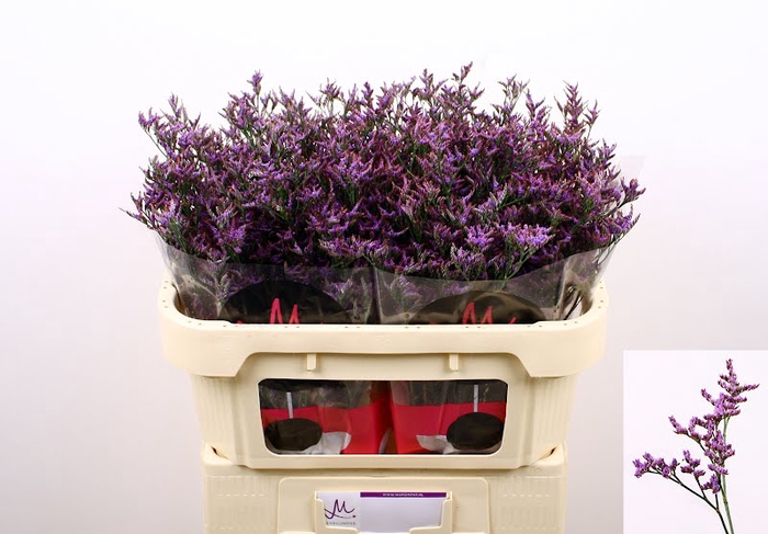 <h4>Limonium Safora Dark Blue Marginpar</h4>