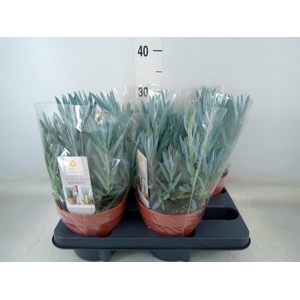 Curio ficoides 'Mount everest'