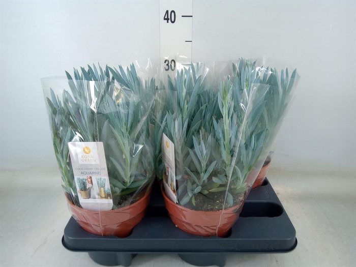 <h4>Curio ficoides 'Mount everest'</h4>