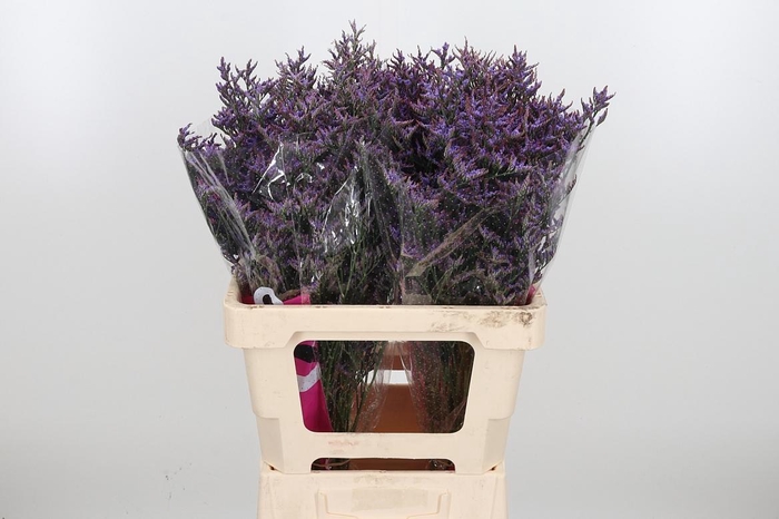 <h4>Lim Saf Dark Blue</h4>