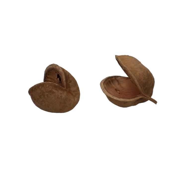 <h4>Droogdeco Budha-nuts x5</h4>