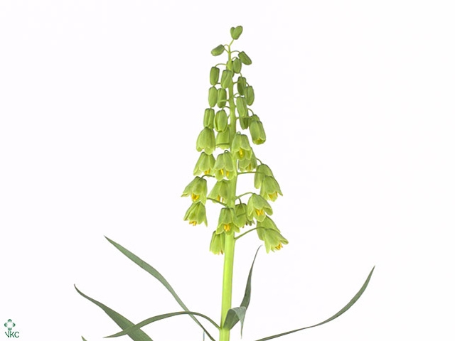 FRIT IVORY BELLS