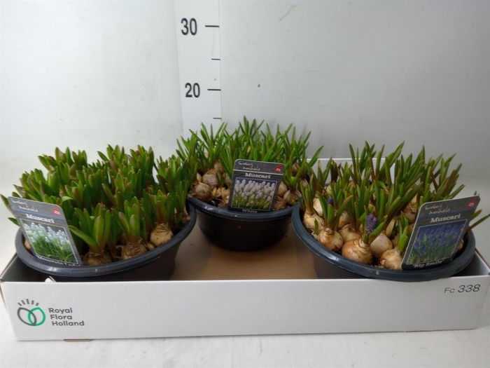 <h4>Muscari   ...mix 3</h4>