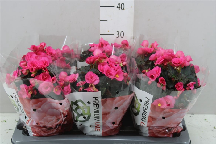 <h4>Begonia Hl Adonia Pink</h4>