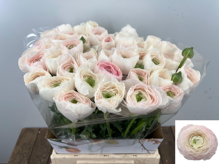 <h4>RAN SU HANOI</h4>