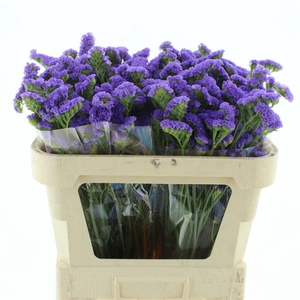 Limonium St Blue Birds X50
