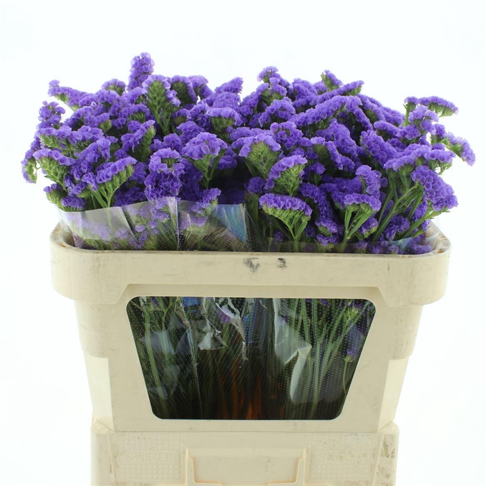 <h4>Limonium St Blue Birds X50</h4>