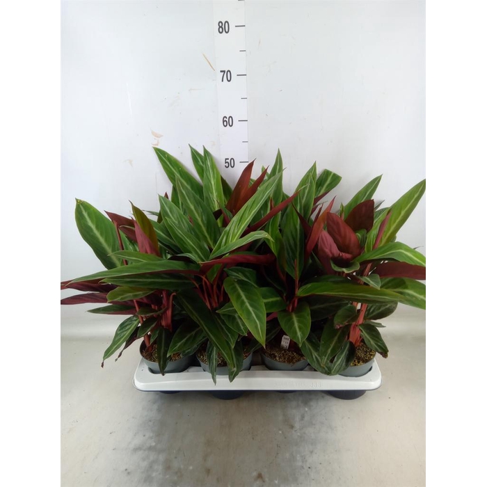 <h4>Stromanthe sanguin.</h4>