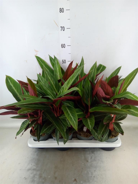 <h4>Stromanthe sanguin.</h4>