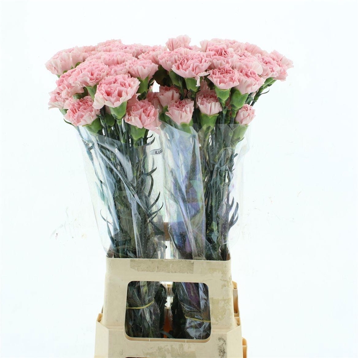 <h4>DI ST JULIA</h4>