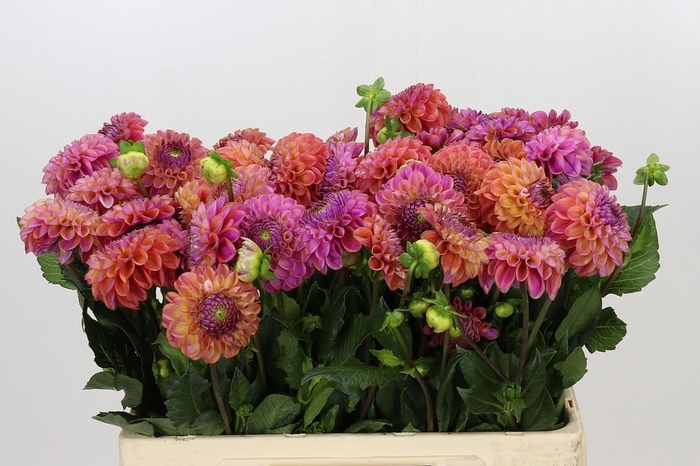 <h4>DAHLIA CAITLIN'S JOY</h4>