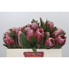 Protea Pink Ice