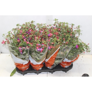 BRINCO DE PRINCESA P15