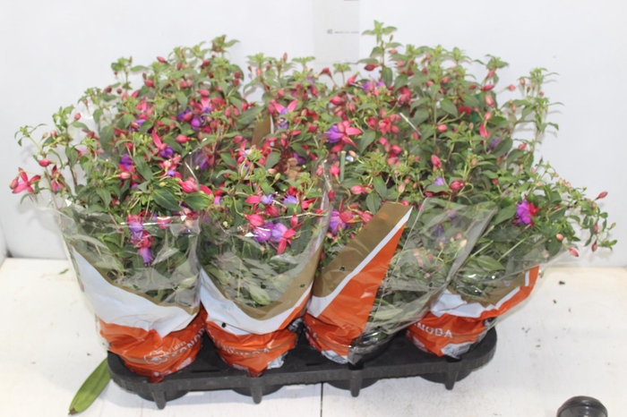 <h4>BRINCO DE PRINCESA P15</h4>