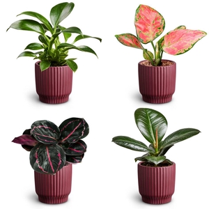 Nordic Auber. Leaf Collection