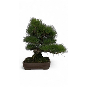 Pinus thunbergii - 29cm. Height 50cm. (single item)