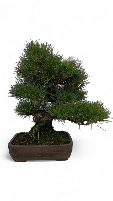 <h4>Pinus thunbergii - 29cm. Height 50cm. (single item)</h4>