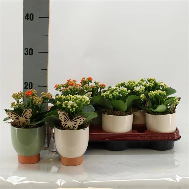 <h4>ARR KALANCHOE</h4>