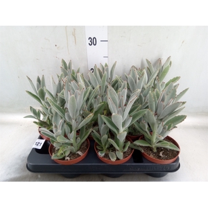 Kalanchoe NF tomentosa