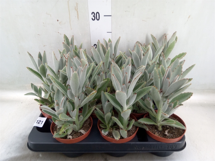 <h4>Kalanchoe NF tomentosa</h4>