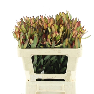 Leucad Saf Sun (vertakt) 50 Cm