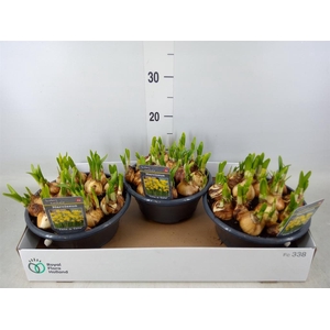 Narcissus  'Tete a tete'