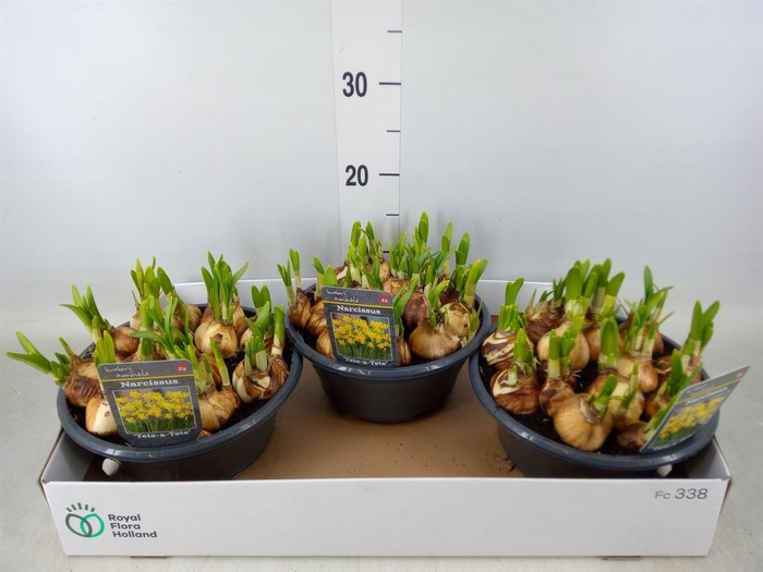 <h4>Narcissus  'Tete a tete'</h4>