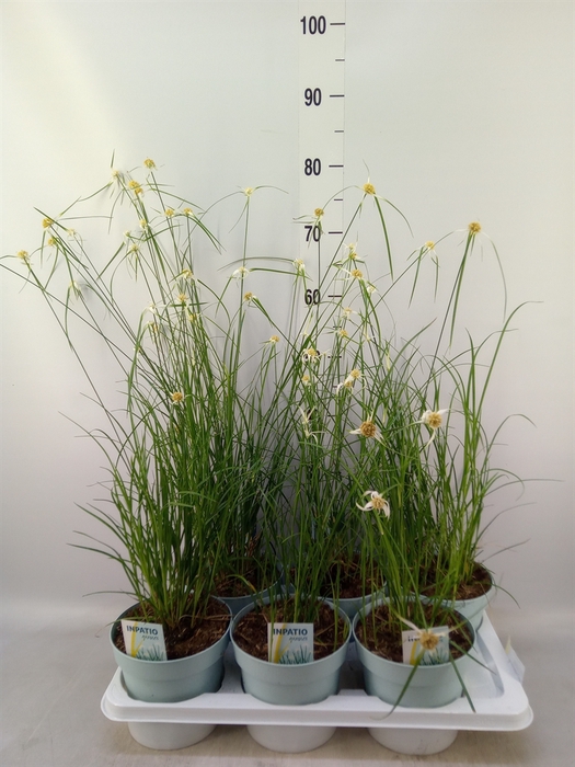 <h4>Rhynchospora colorata</h4>