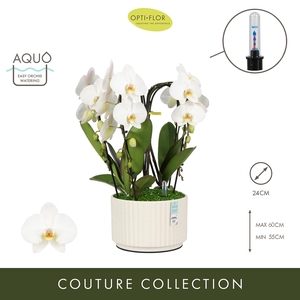 Arran. Fontano Versailles Molise White Aquo