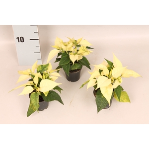 Poinsettia 6 cm White 2/4 koppen