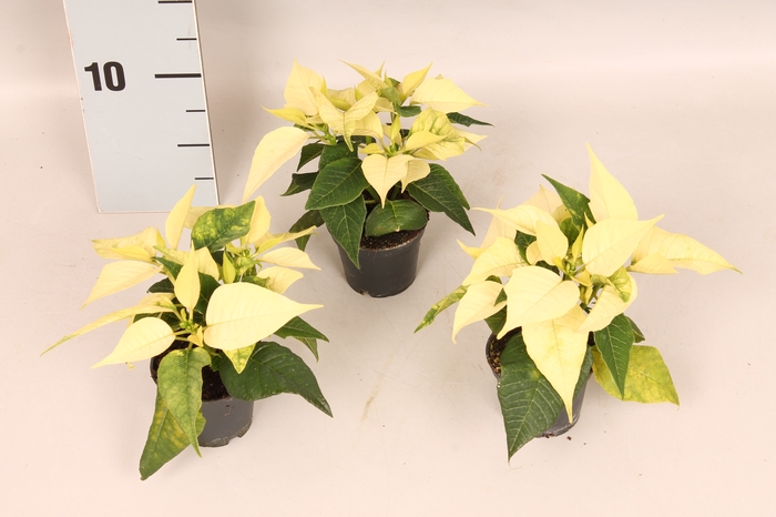 Poinsettia 6 cm White 2/4 koppen