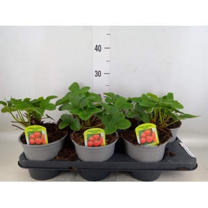 Fragaria ananassa 'Elsanta'