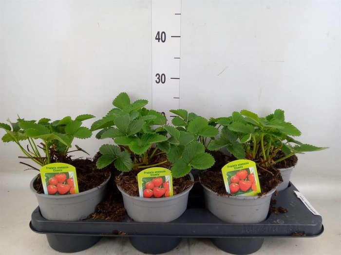 <h4>Fragaria ananassa 'Elsanta'</h4>