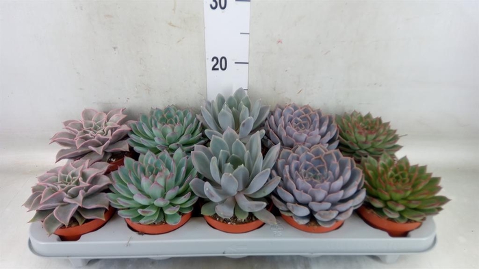 <h4>Echeveria   ...mix</h4>